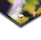 DC IMG 2707 Acrylic print