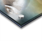 Semipalmated Plover Acrylic print