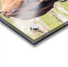 Bison-Reflections Acrylic print