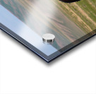 Wild Beauties Acrylic print