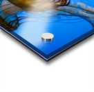 Orange Glow Acrylic print