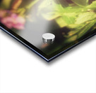 5B22A532 948D 419C B036 7E0E683D359F Acrylic print