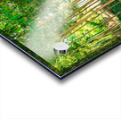 Bamboo Acrylic print