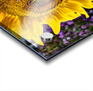 Sunflower Creative Acrylic print