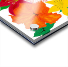 Dahlias in Seattle    Acrylic print