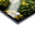 visitor Acrylic print