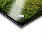 leaves Acrylic print