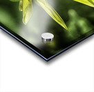 pinwheel Acrylic print