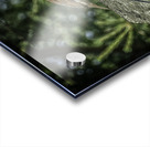 nesting Acrylic print