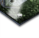 sparrow duplex Acrylic print