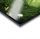 plant study Acrylic print