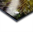 dahlia one Acrylic print