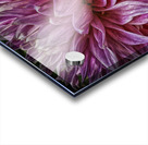 dahlia two Acrylic print