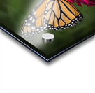 Butterfly 1 Acrylic print