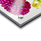 Softly Dahlia Acrylic print