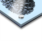 Oh Sweet Dahlia  Acrylic print