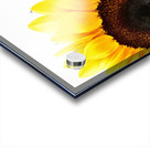 Hello Sunshine  Acrylic print