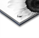 Hello Sunshine 2 Acrylic print