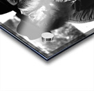 JUST DADDY Lion Gang Acrylic print