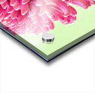 Blushing Chrysanthemum Acrylic print