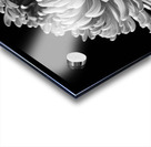 In Full Bloom Acrylic print