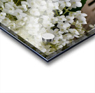 Annabelle Acrylic print