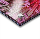 Blushing Poppy Acrylic print