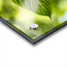 Vert vert Acrylic print