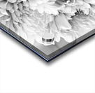 Celebration 2 Acrylic print