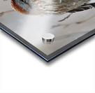 Winter Sparrow Acrylic print