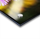 Purple Flower Haze Acrylic print