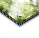 Wasp on Flower Acrylic print