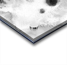 American Eskimo Spitz Acrylic print