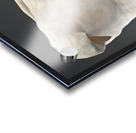 MaleTorso Acrylic print