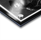 Portret Van Een Bebaarde Man by Pieter Tanje Classical Fine Art Xzendor7 Old Masters Reproductions Acrylic print