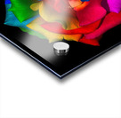 The Beautiful Colored Rose Acrylic print