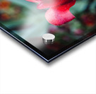 Rain Drops on a Sprenger s Tulip Acrylic print