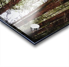 Walking Path in Muir Woods National Park Acrylic print