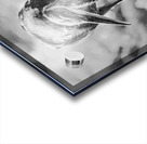 Black and White Heron Acrylic print