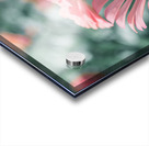 Common Zinnia Acrylic print