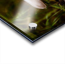 White Mushroom Growing On A Log Acrylic print