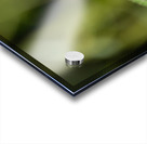 Purple Fluffy Spear Thistle Flower Acrylic print