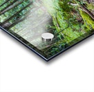 Tranquil Trails Acrylic print