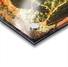 Cacti In The Fall Acrylic print