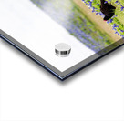 Turkey Vultures At Muleshoe Bend State Park Acrylic print