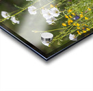 Native Texas Wildflowers Acrylic print