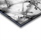 Ice Covered Twigs Acrylic print