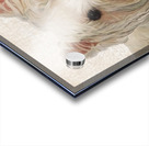 Westie Acrylic print