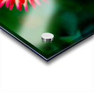 Firecracker Dahlia Acrylic print