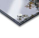 Snowy Owl Stare Acrylic print